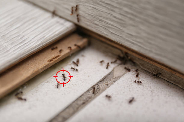 Best Affordable Pest Control Services  in Round Lake Park, IL